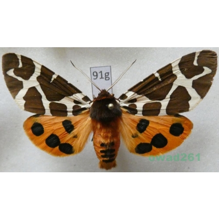 Arctia caja (Linnaeus, 1758) Niedźwiedziówka kaja male Poland91g